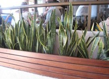 Kwikfynd Indoor Planting
millicent