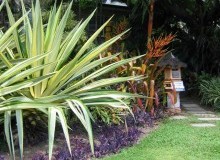 Kwikfynd Tropical Landscaping
millicent